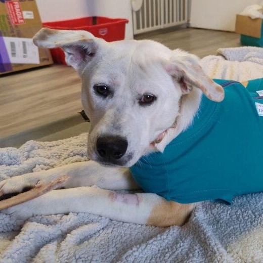 Enlarge Belladonna, a Adoptable mixed breed in Morden, MB image 1/1