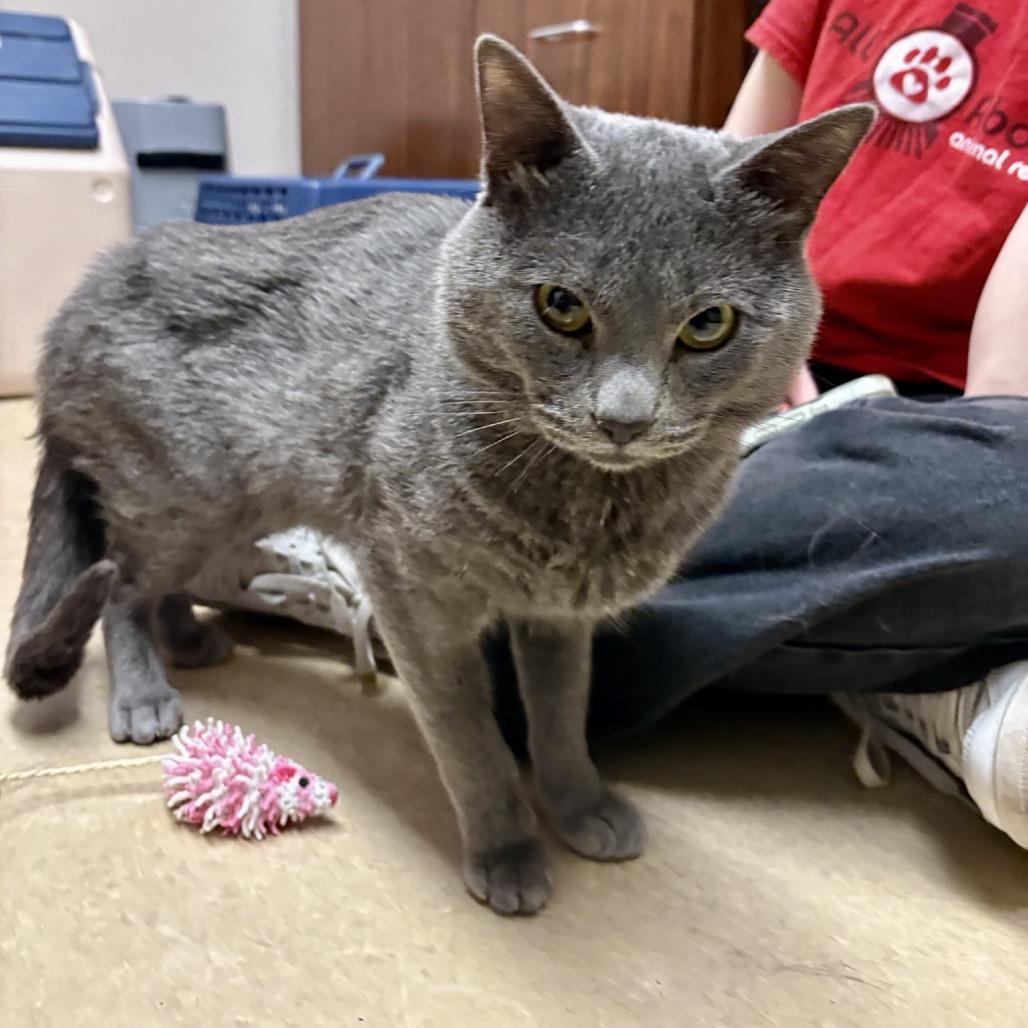 Hibachi, Adoptable, Adult Male Domestic Short Hair.