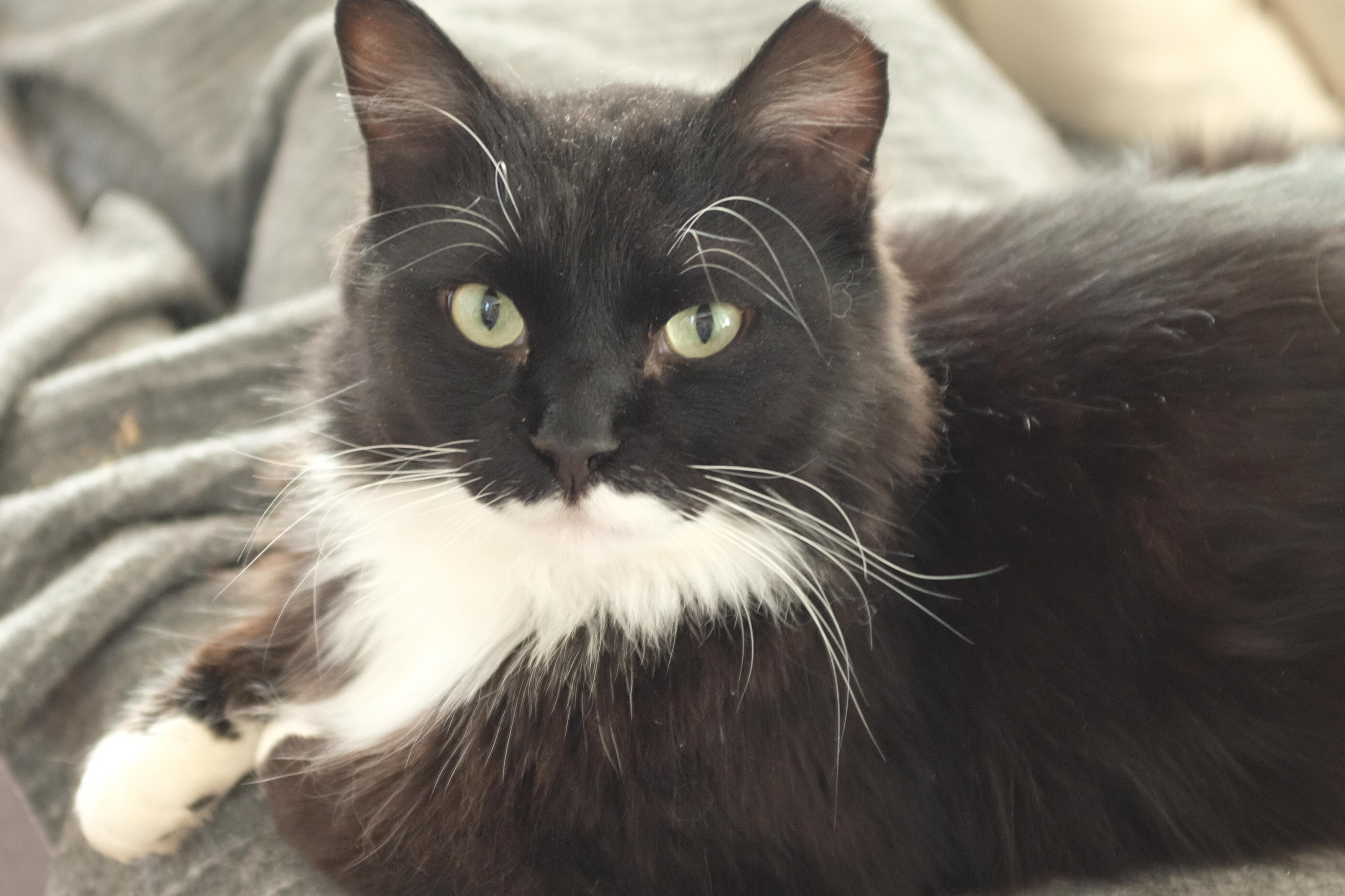 Henrietta, an adopted Domestic Long Hair in Albany, NY image 3/5