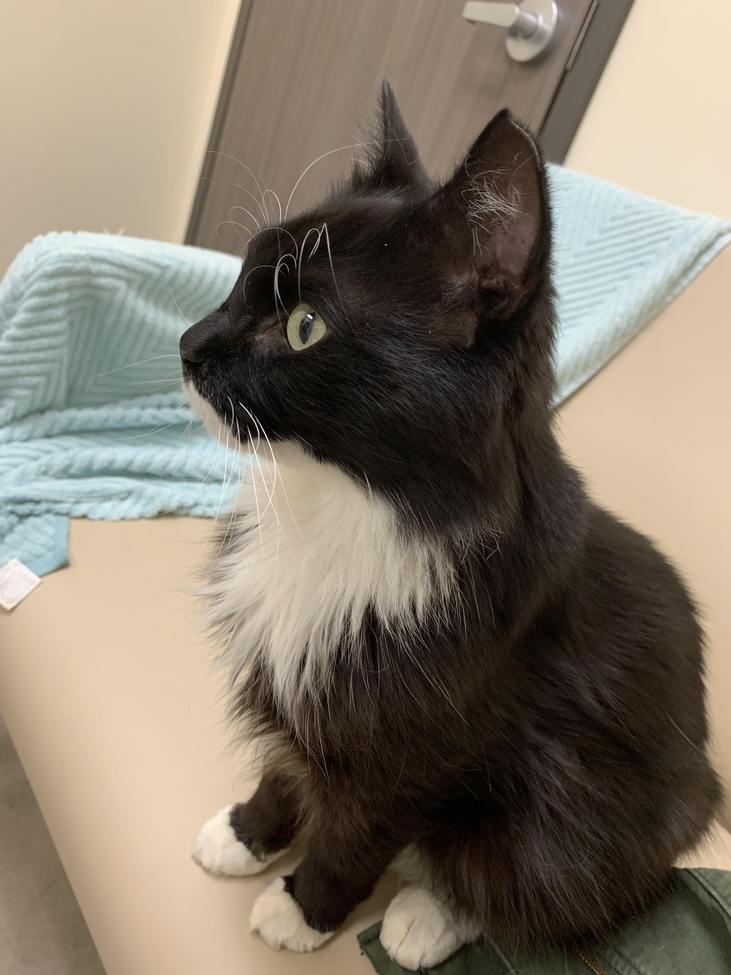 Henrietta, an adopted Domestic Long Hair in Albany, NY image 4/5