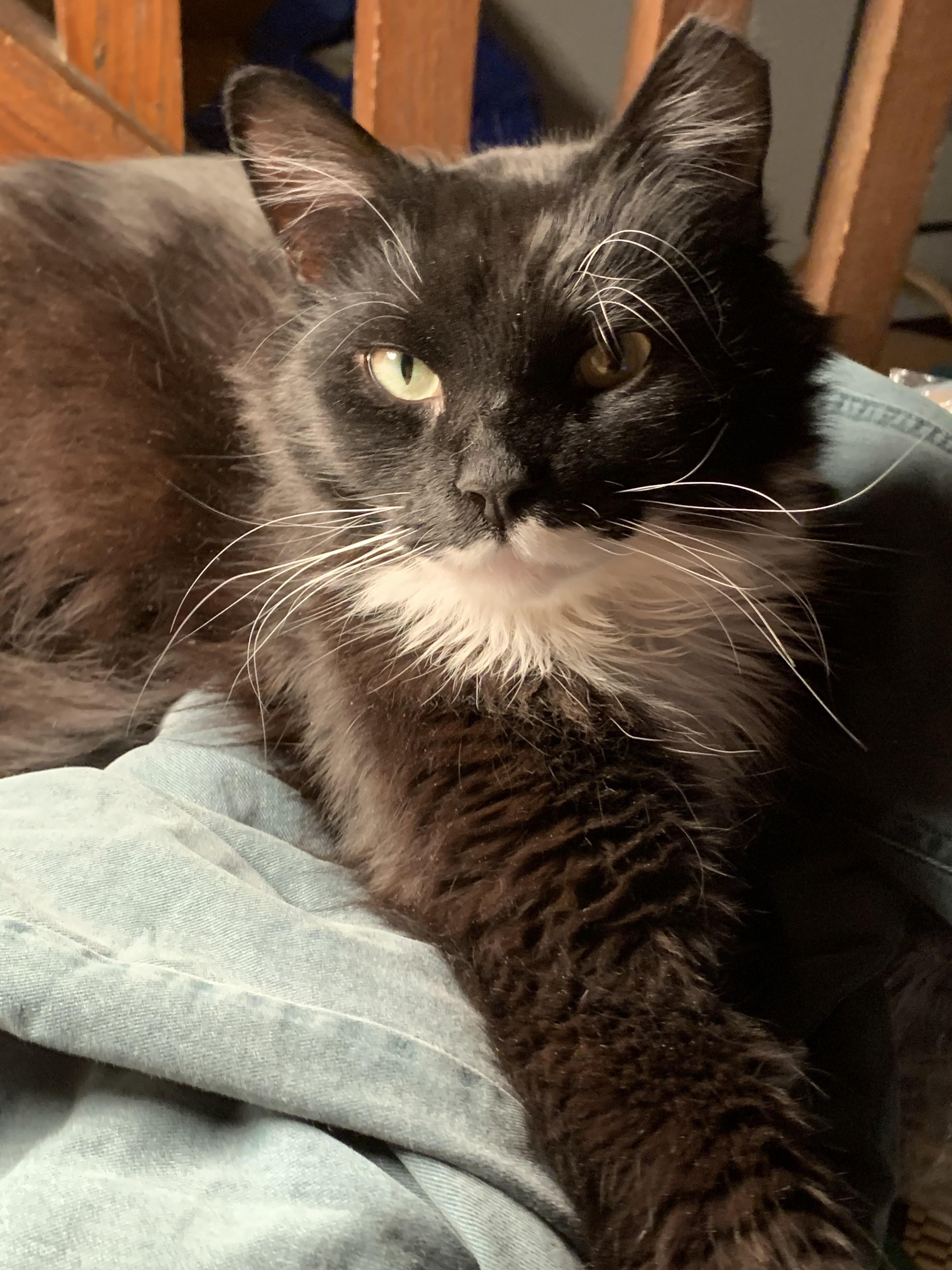 Henrietta, an adopted Domestic Long Hair in Albany, NY image 5/5