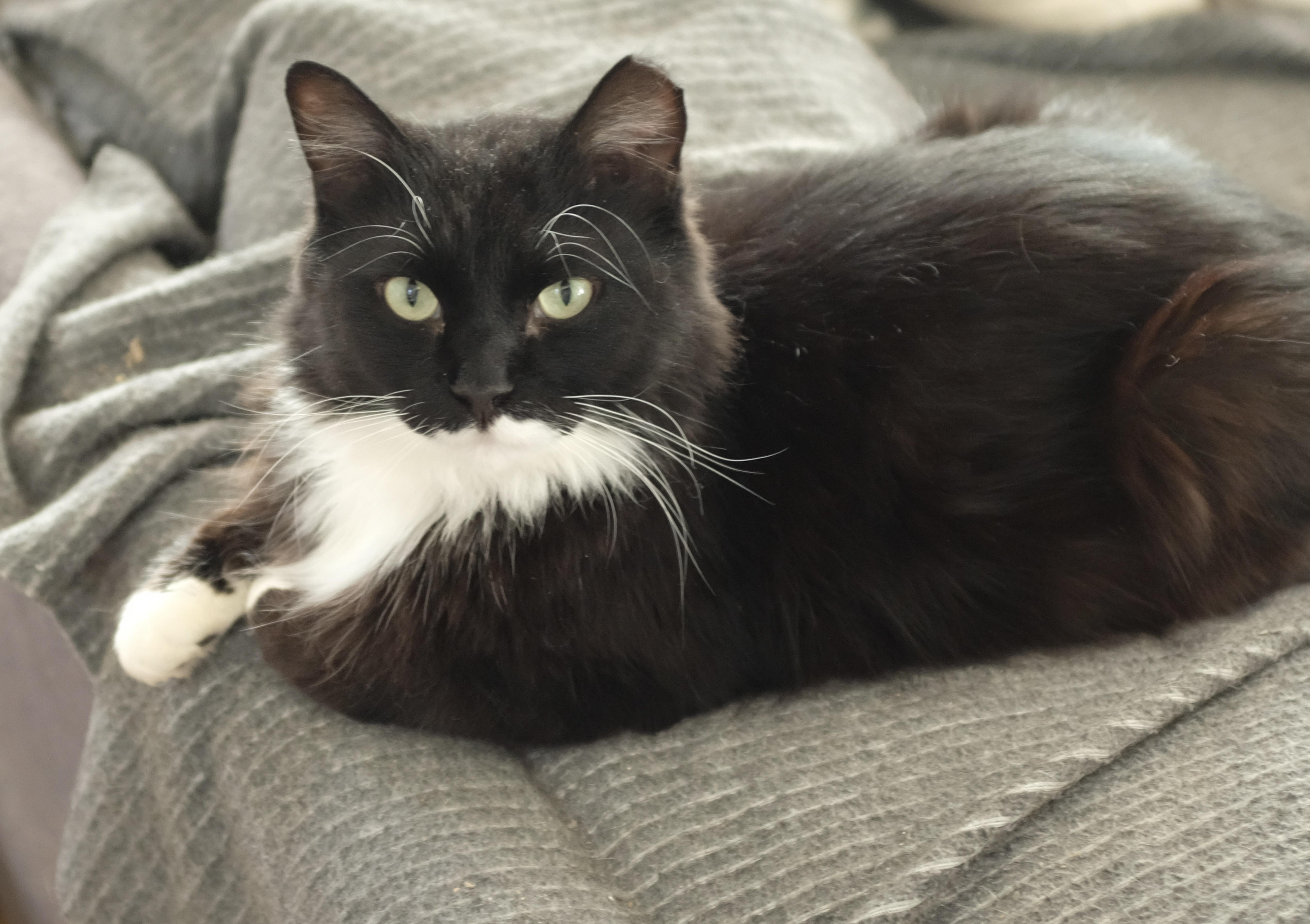 Henrietta, an adopted Domestic Long Hair in Albany, NY image 1/5