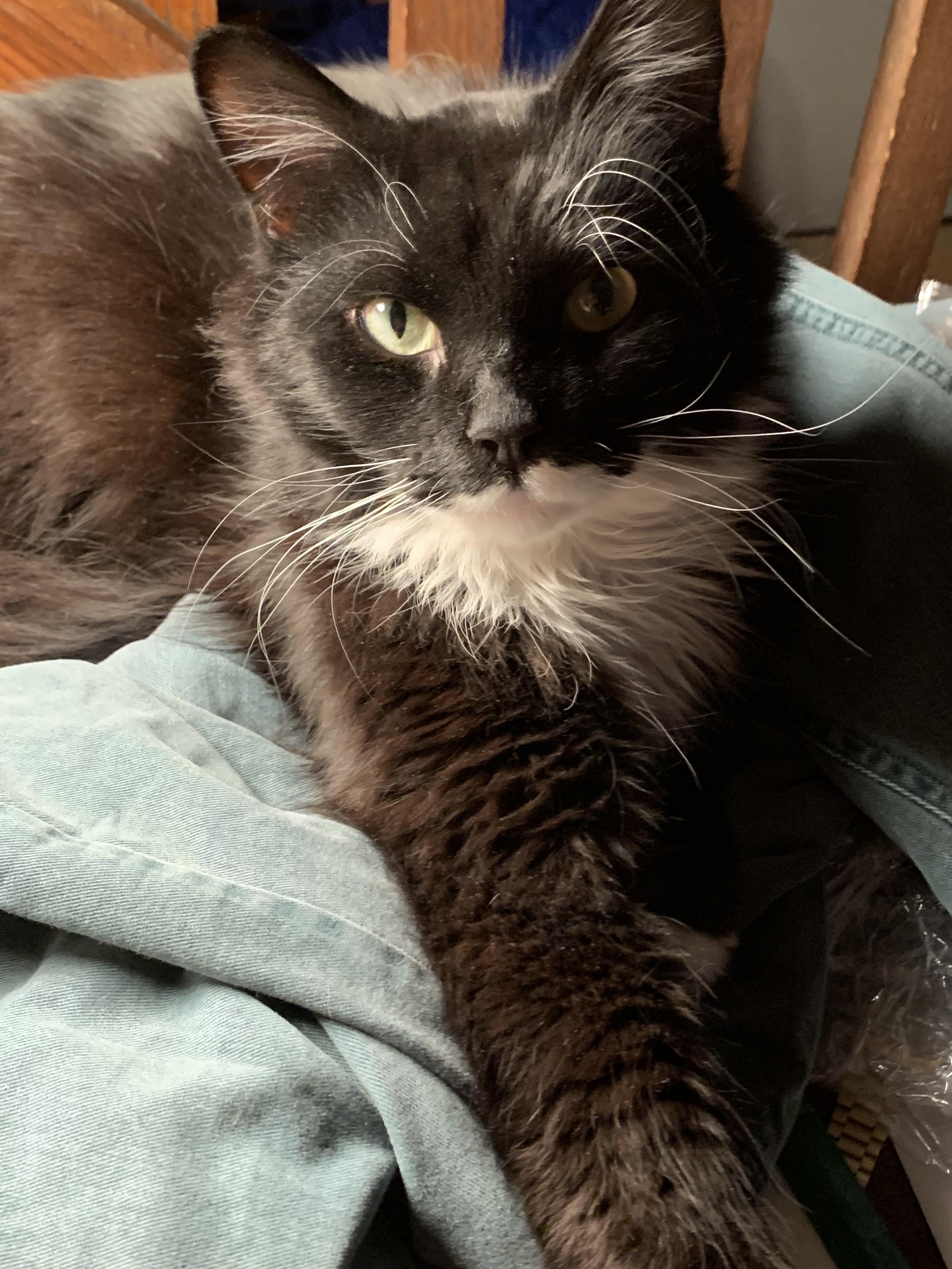 Henrietta, an adopted Domestic Long Hair in Albany, NY image 2/5