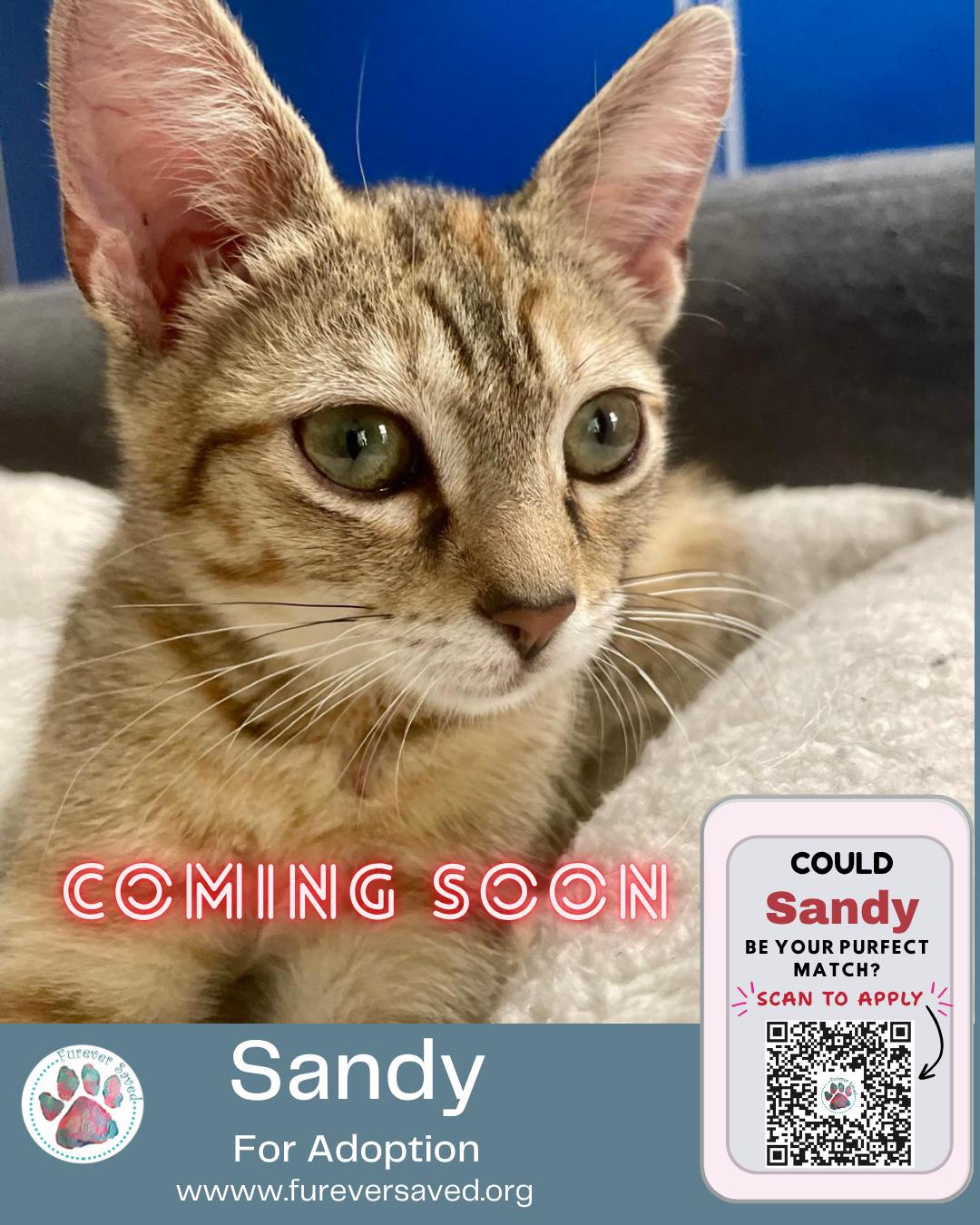 Sandy, a ADOPTABLE Domestic Short Hair in Miami, FL image 2/6