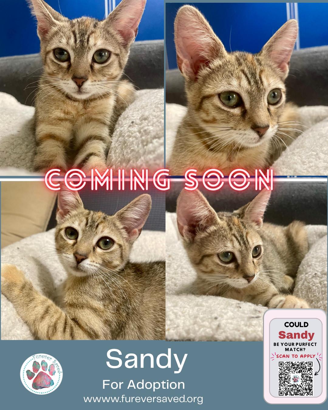 Sandy, a ADOPTABLE Domestic Short Hair in Miami, FL image 1/6