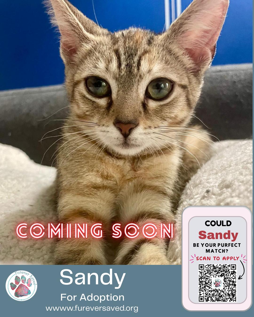 Sandy, a ADOPTABLE Domestic Short Hair in Miami, FL image 3/6