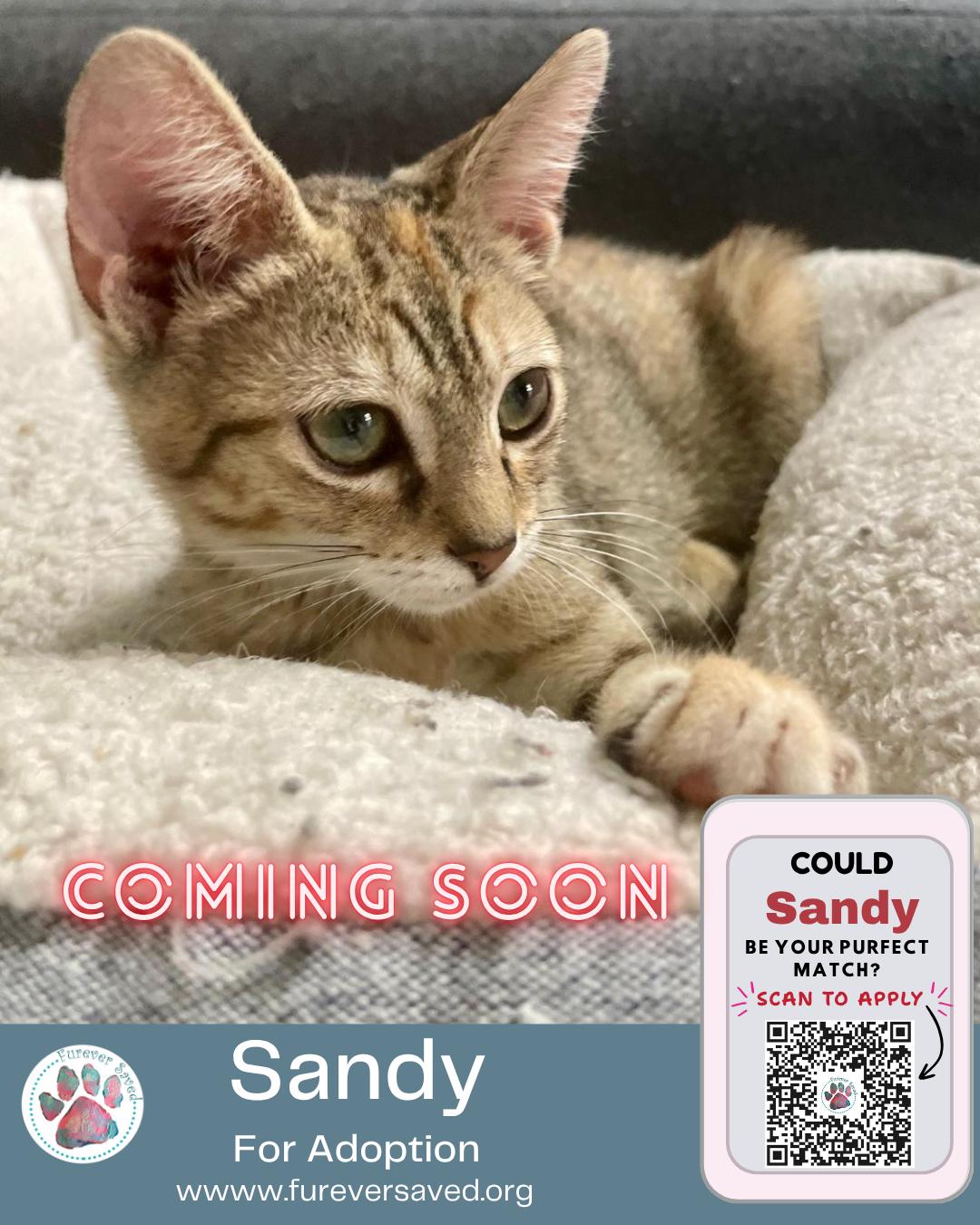 Sandy, a ADOPTABLE Domestic Short Hair in Miami, FL image 4/6