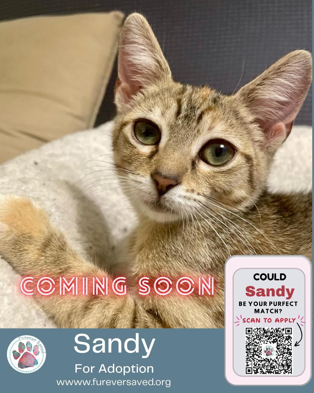 Sandy, a ADOPTABLE Domestic Short Hair in Miami, FL image 5/6