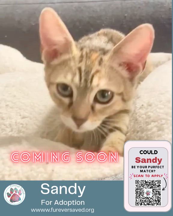 Enlarge Sandy, a ADOPTABLE Domestic Short Hair in Miami, FL video 6/6