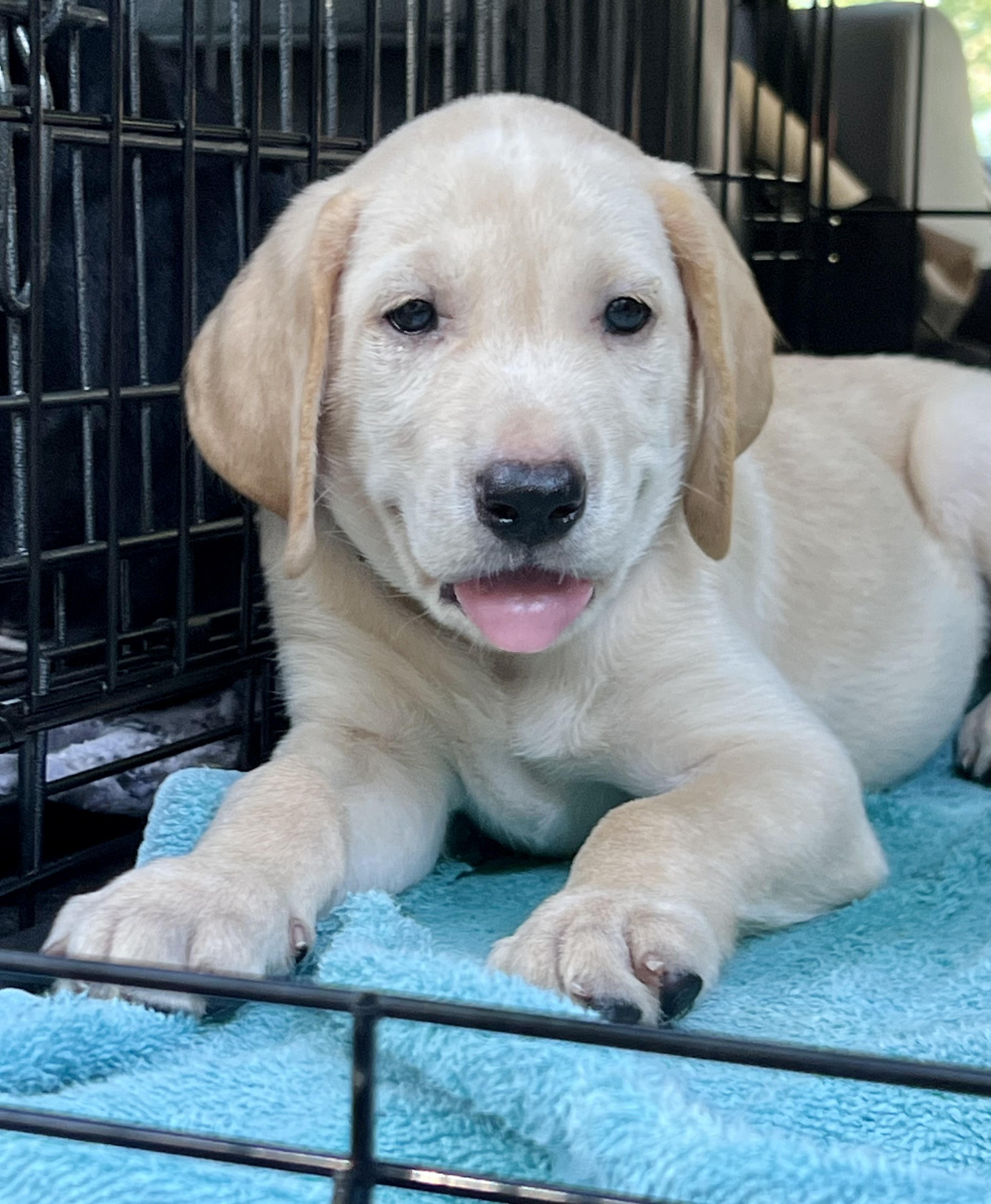 Enlarge Mich-ADOPTION PENDING, a ADOPTABLE Mixed Breed in Mt Pleasant, SC image 4/6