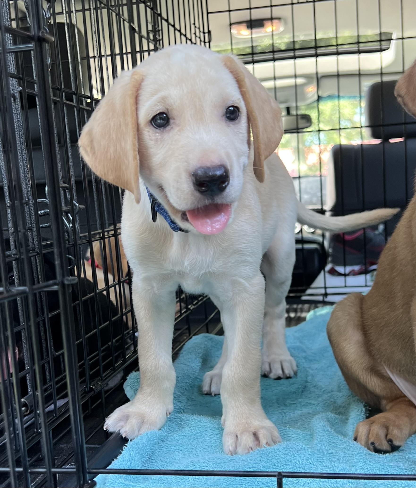 Enlarge Mich-ADOPTION PENDING, a ADOPTABLE Mixed Breed in Mt Pleasant, SC image 1/6