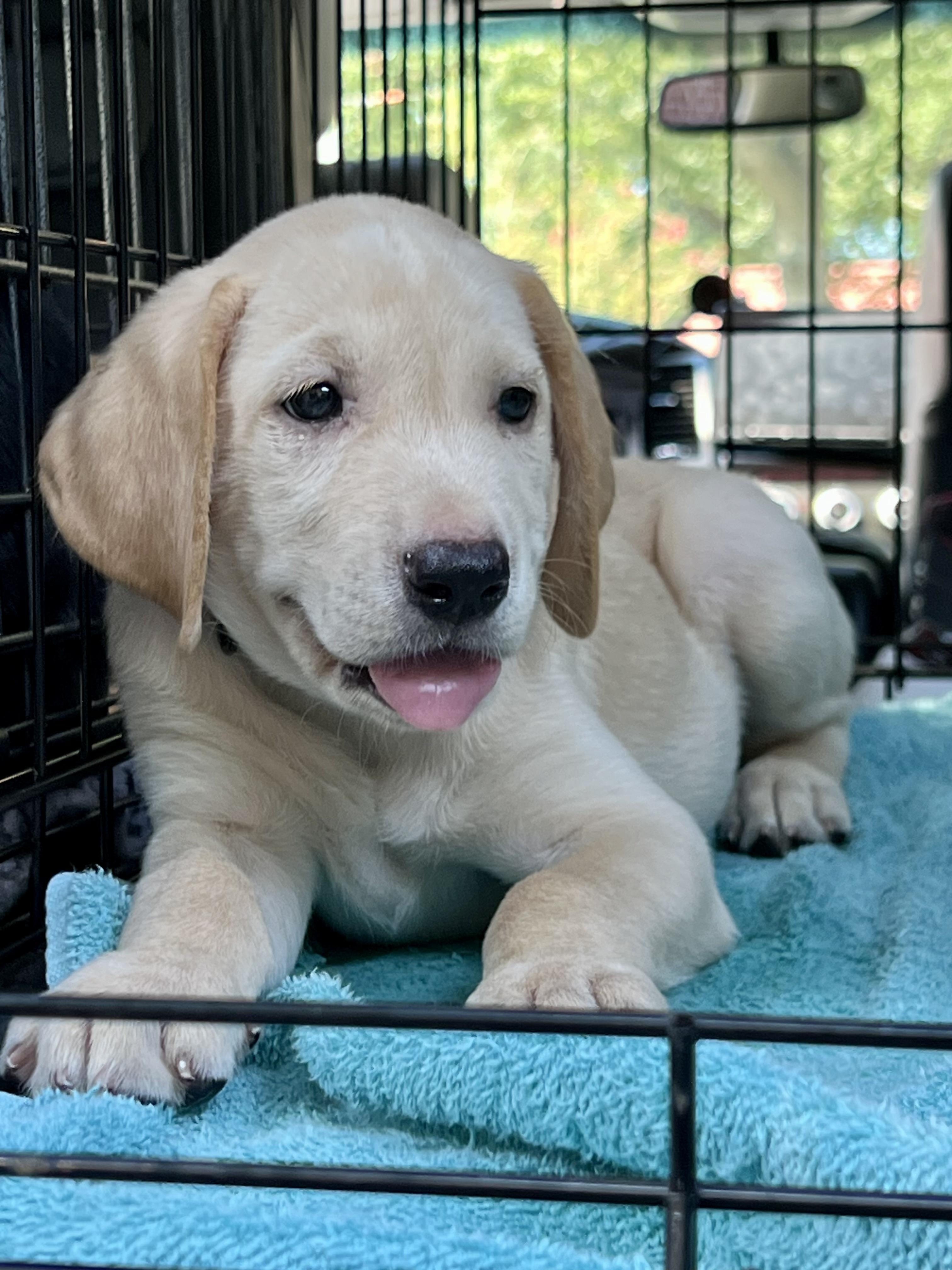 Enlarge Mich-ADOPTION PENDING, a ADOPTABLE Mixed Breed in Mt Pleasant, SC image 2/6