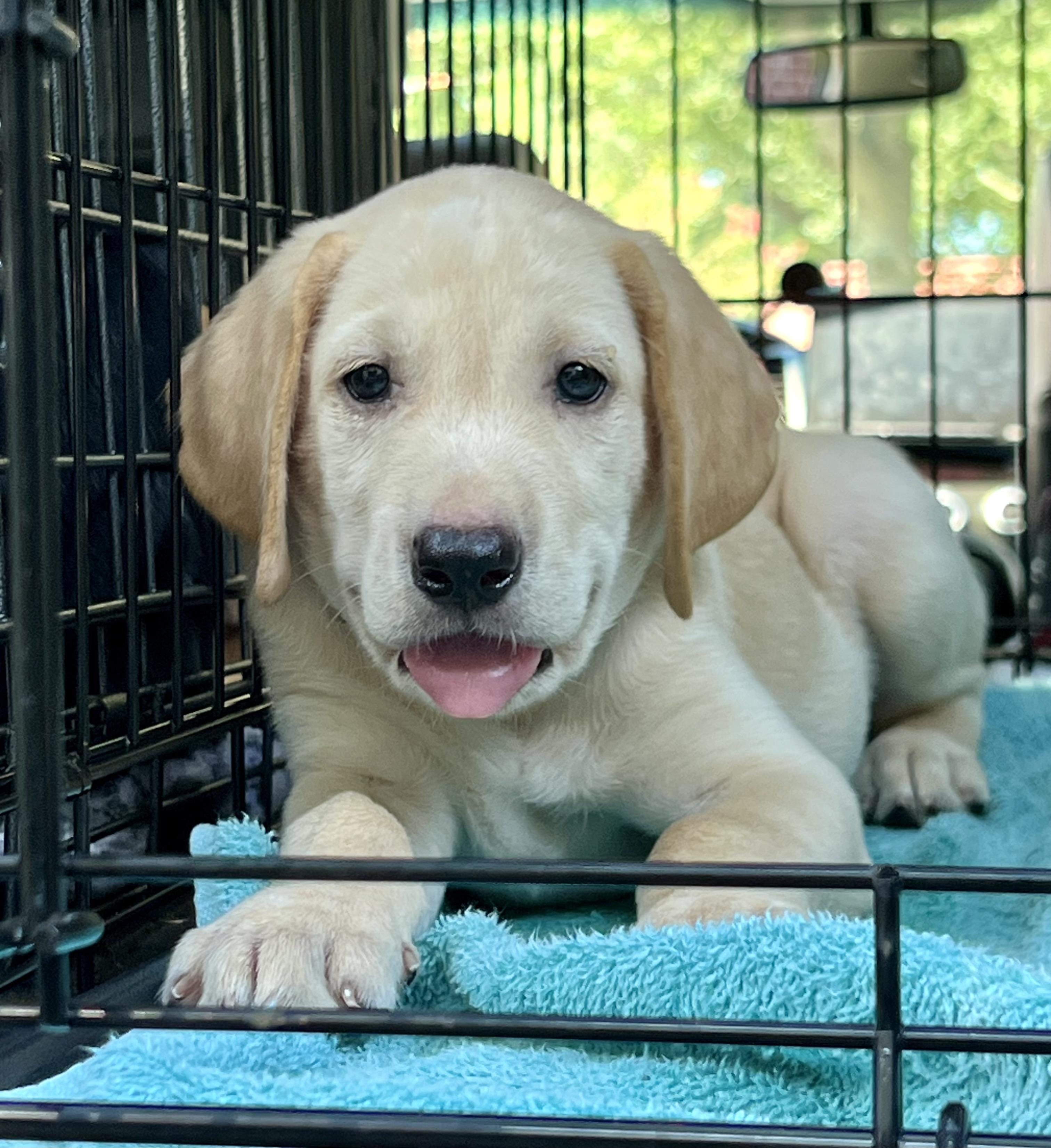 Enlarge Mich-ADOPTION PENDING, a ADOPTABLE Mixed Breed in Mt Pleasant, SC image 5/6