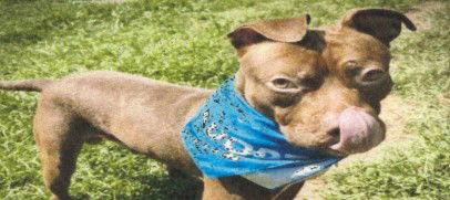 Enlarge Miller, a Adoptable Pit Bull Terrier in Hartselle, AL image 1/2