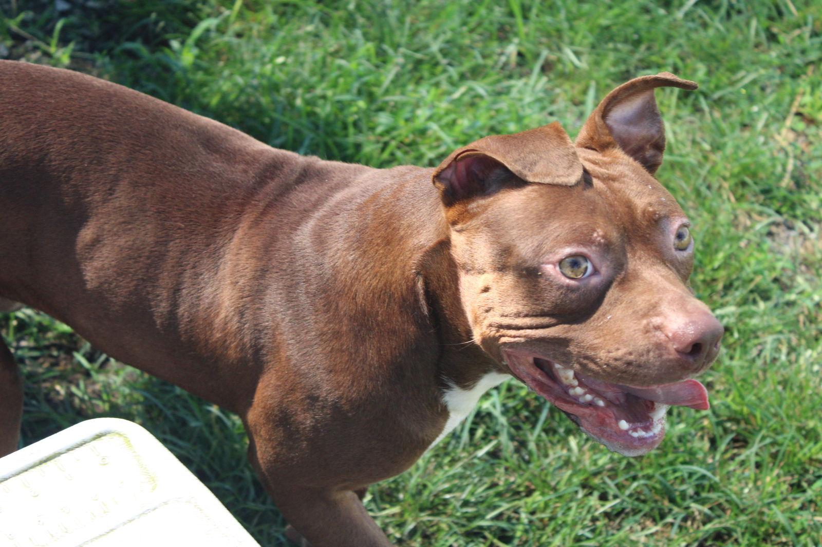 Enlarge Miller, a Adoptable Pit Bull Terrier in Hartselle, AL image 2/2