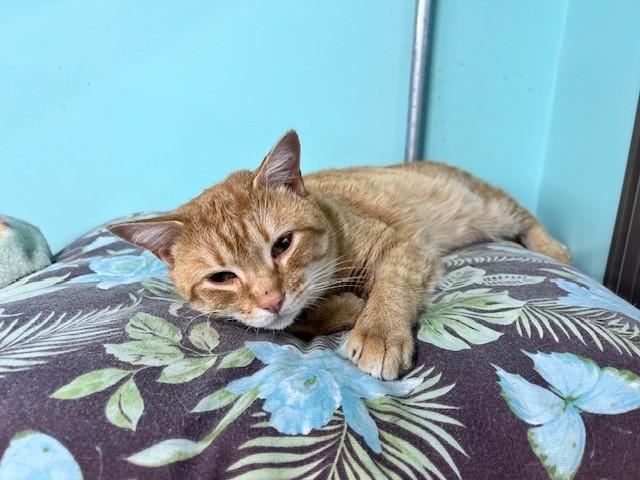 Oliver, ADOPTABLE, Adult Male Domestic Short Hair.