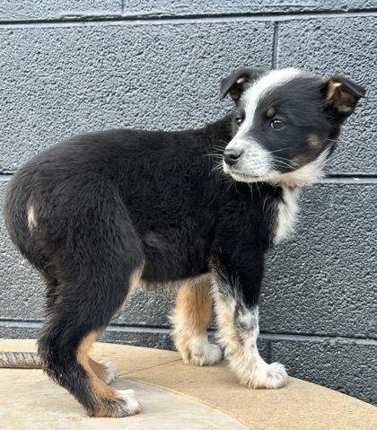 Starfish, Adoptable, Puppy Female Australian Cattle Dog / Blue Heeler & Cattle Dog.