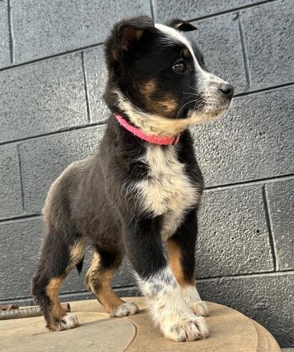 Enlarge Starfish, a Adoptable mixed breed in Wilkesboro, NC image 3/3