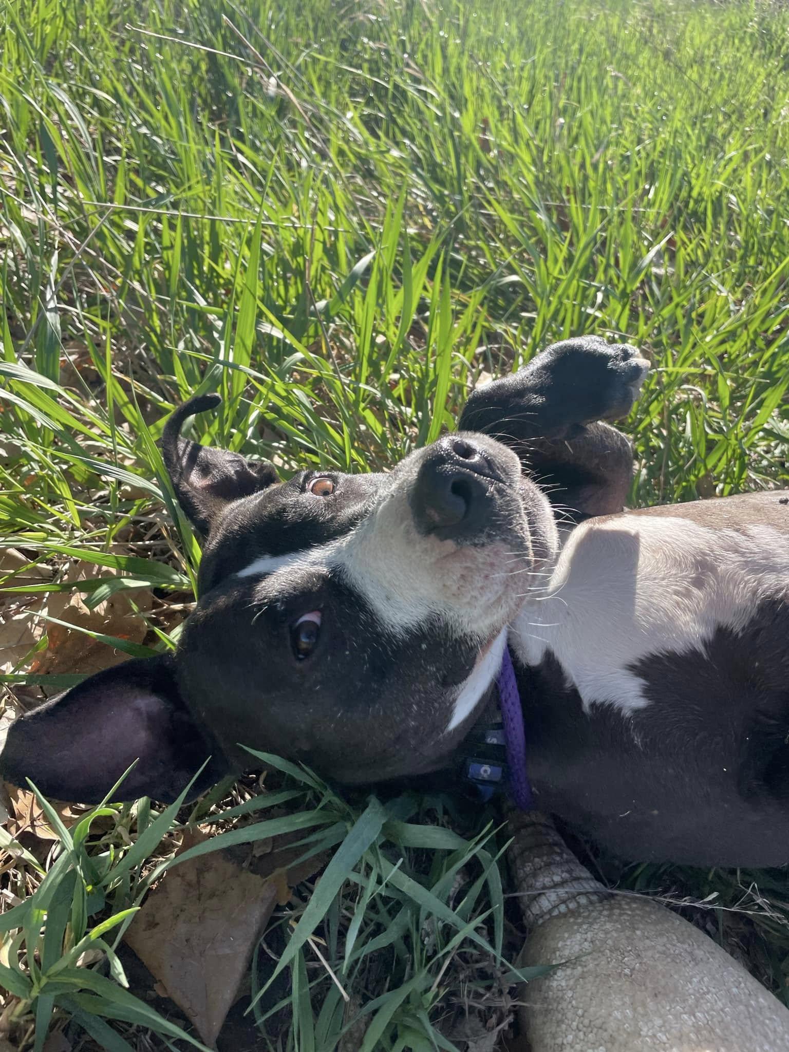 Enlarge Nova, a ADOPTABLE Pit Bull Terrier in Leon, KS image 2/3