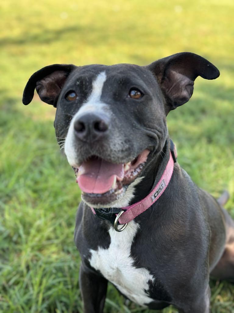 Enlarge Nova, a ADOPTABLE Pit Bull Terrier in Leon, KS image 1/3