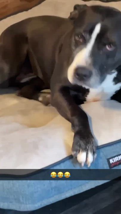 Enlarge Nova, a ADOPTABLE Pit Bull Terrier in Leon, KS video 3/3