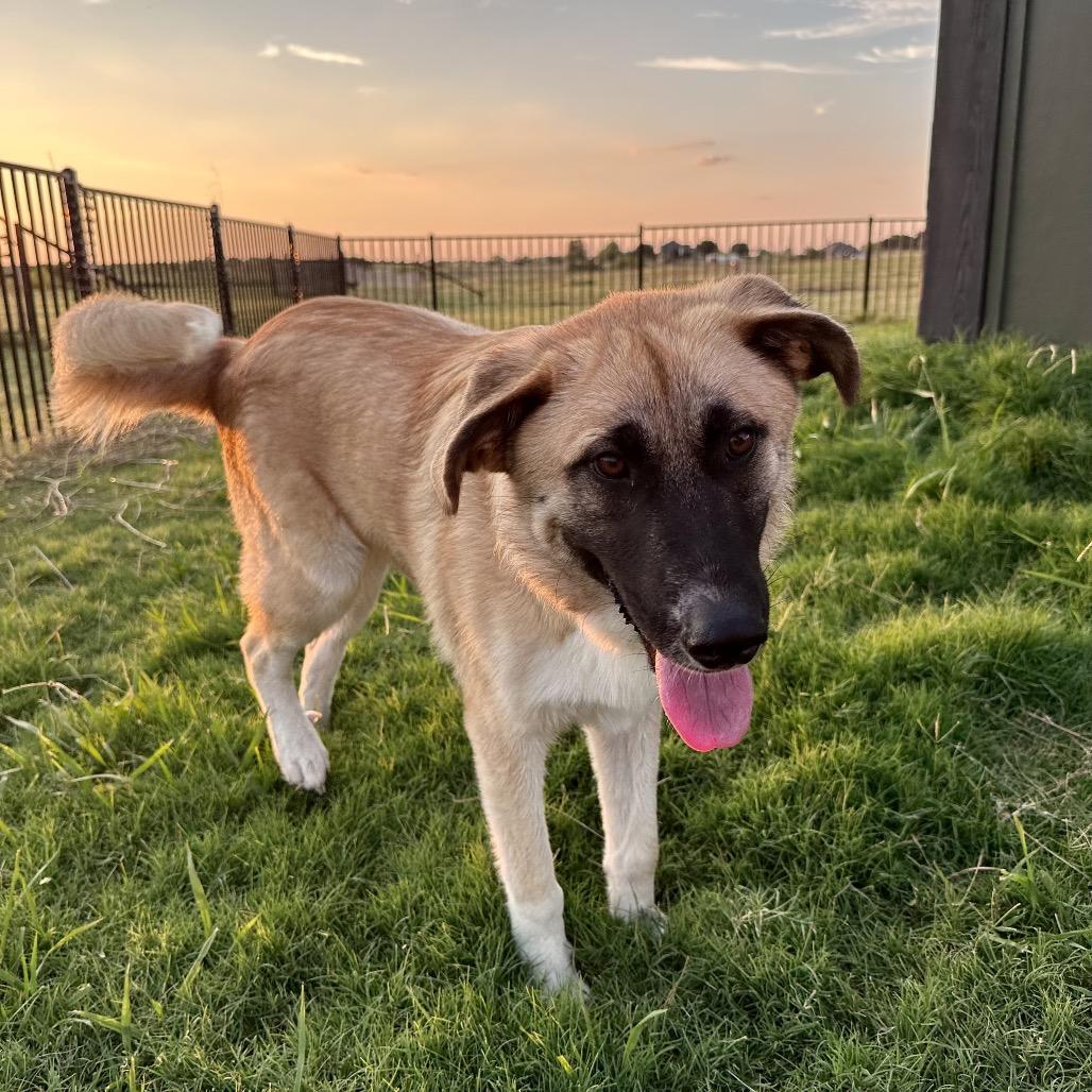 Wyatt, Adoptable, Adult Male Great Pyrenees & Shepherd.