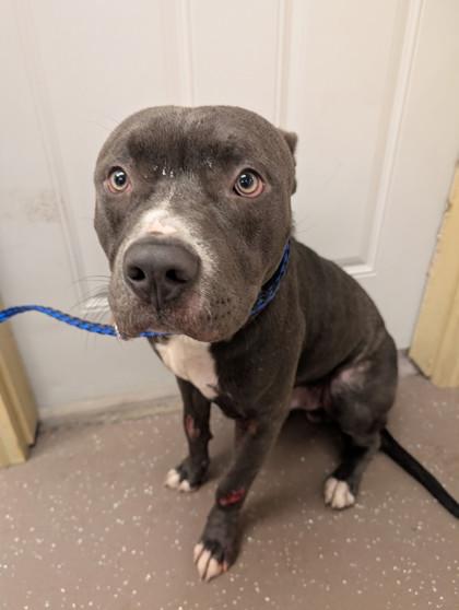 Enlarge Keegan, a Adoptable mixed breed in South Bend, IN image 1/1
