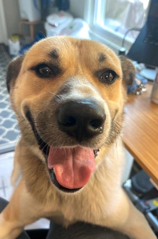 Enlarge BUSTER, a Adoptable mixed breed in Pegram, TN image 4/6