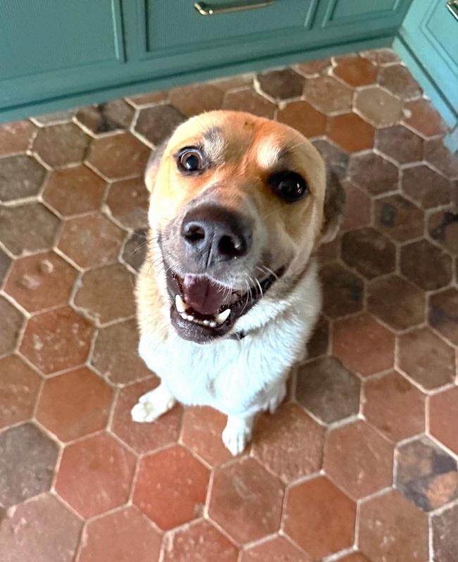 Enlarge BUSTER, a Adoptable mixed breed in Pegram, TN image 5/6