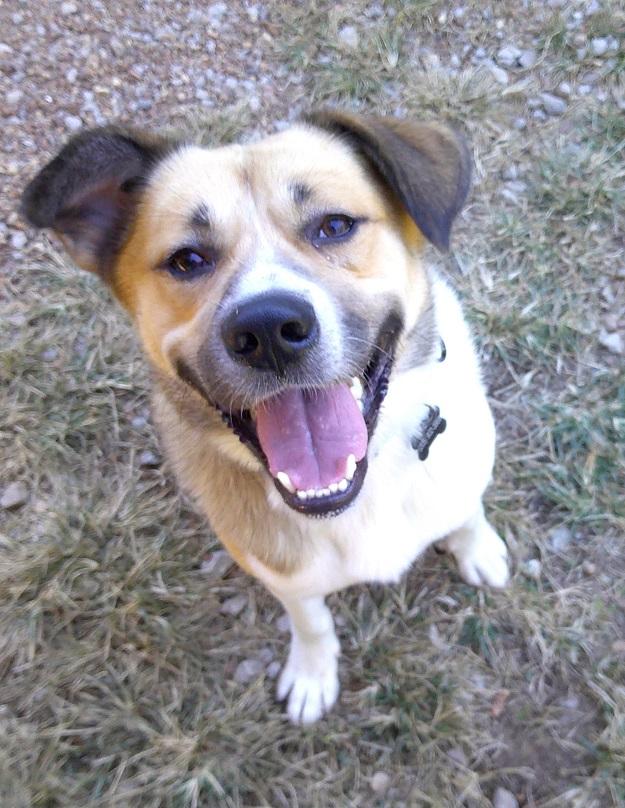 Enlarge BUSTER, a Adoptable mixed breed in Pegram, TN image 2/6