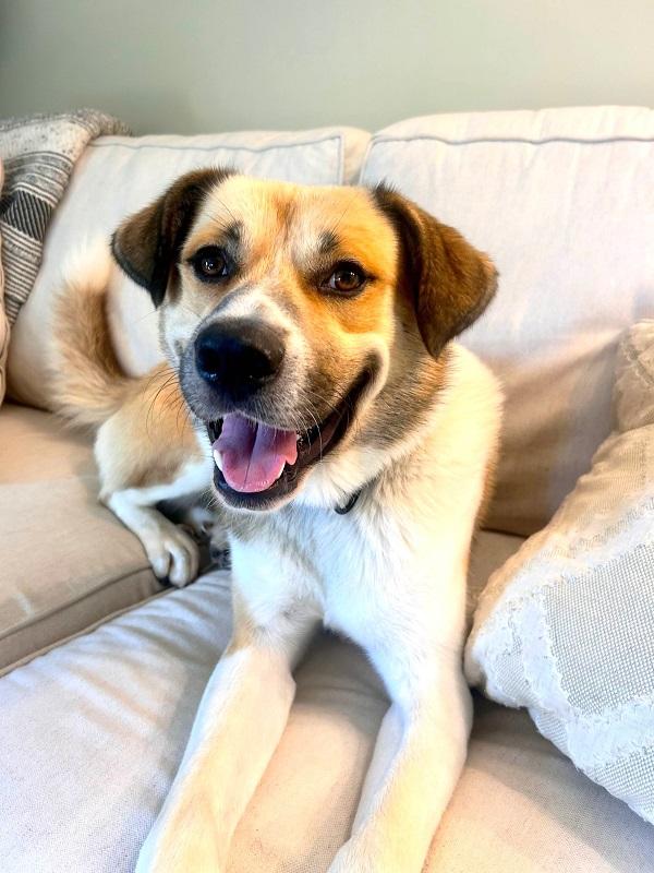 Enlarge BUSTER, a Adoptable mixed breed in Pegram, TN image 2/6