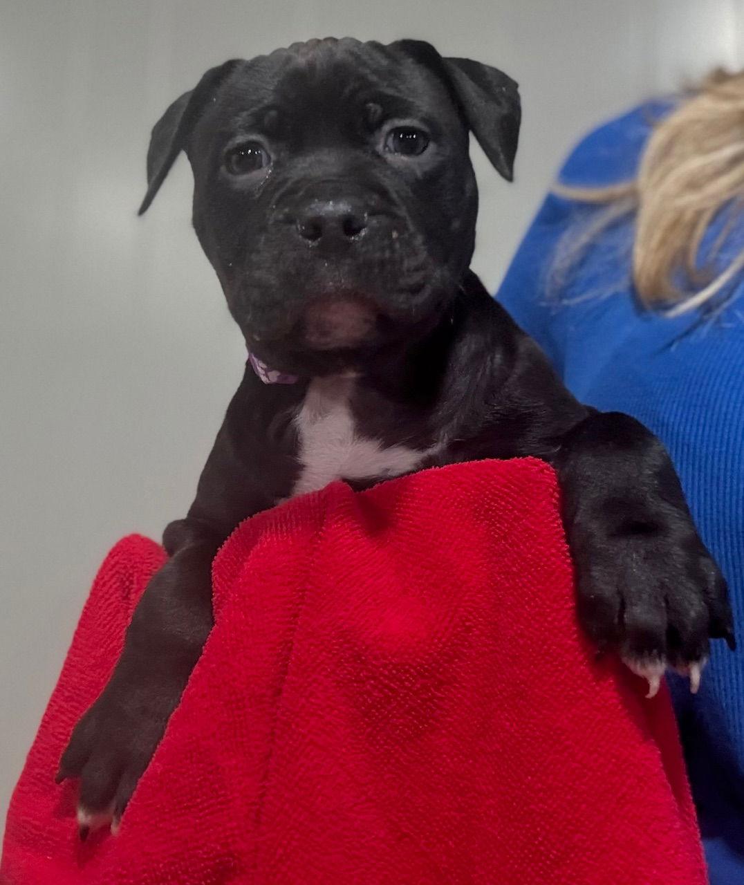 Pixie, Adoptable, Puppy Female Pit Bull Terrier & Cane Corso.
