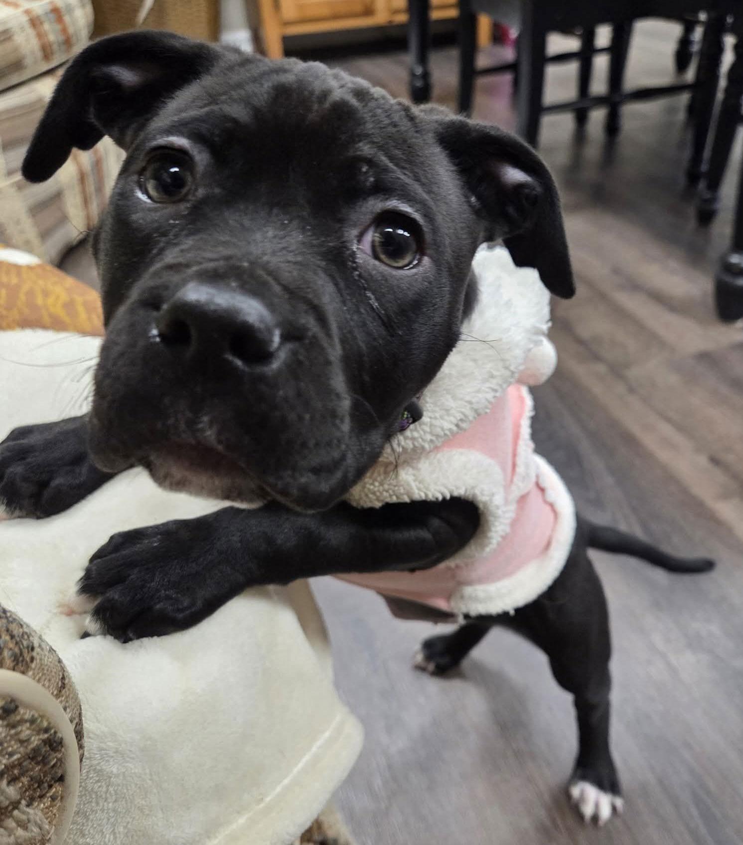 Enlarge Pixie, a Adoptable mixed breed in Oxford, MI image 2/3