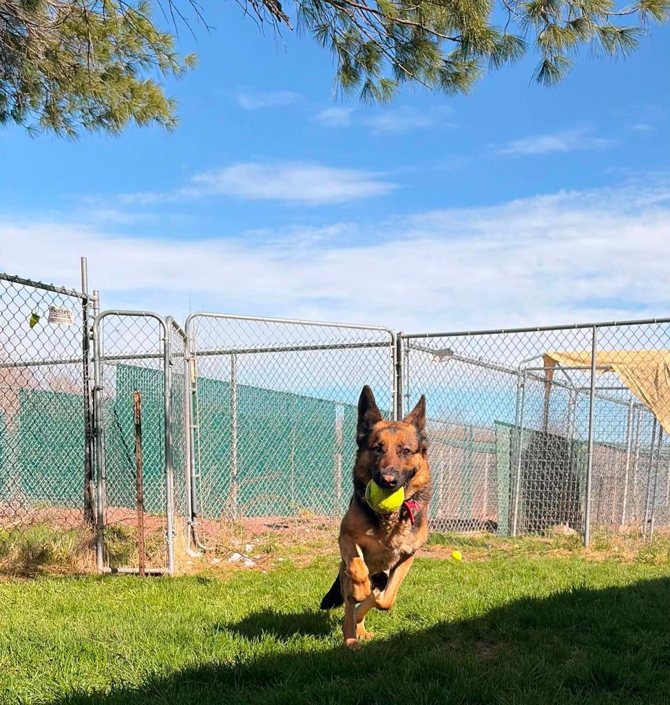 Pixie, Adoptable, Young Female German Shepherd Dog.