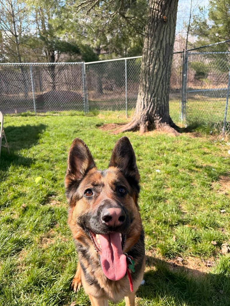 Enlarge Pixie, a Adoptable German Shepherd Dog in Ashland, WI image 2/5