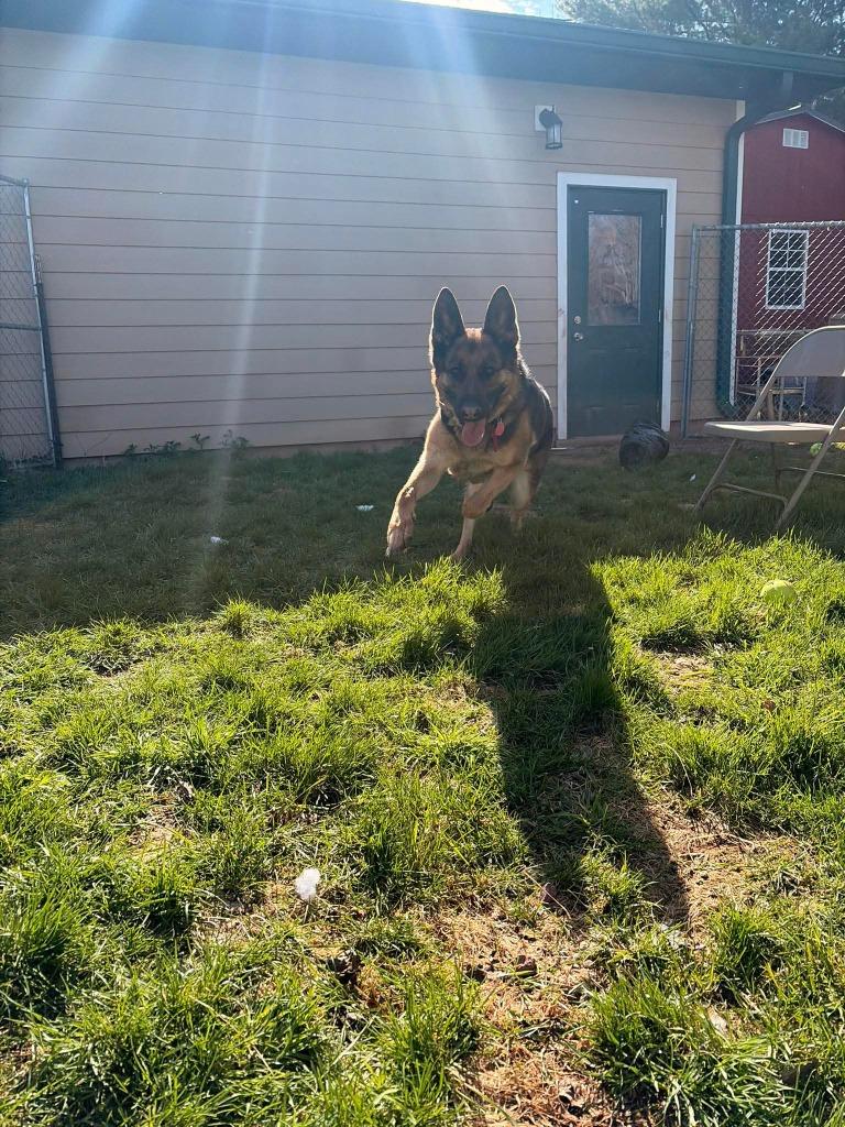 Enlarge Pixie, a Adoptable German Shepherd Dog in Ashland, WI image 3/5