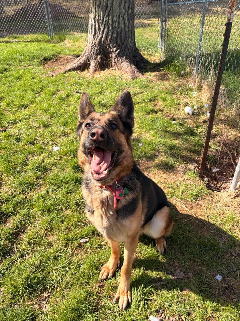Enlarge Pixie, a Adoptable German Shepherd Dog in Ashland, WI image 5/5