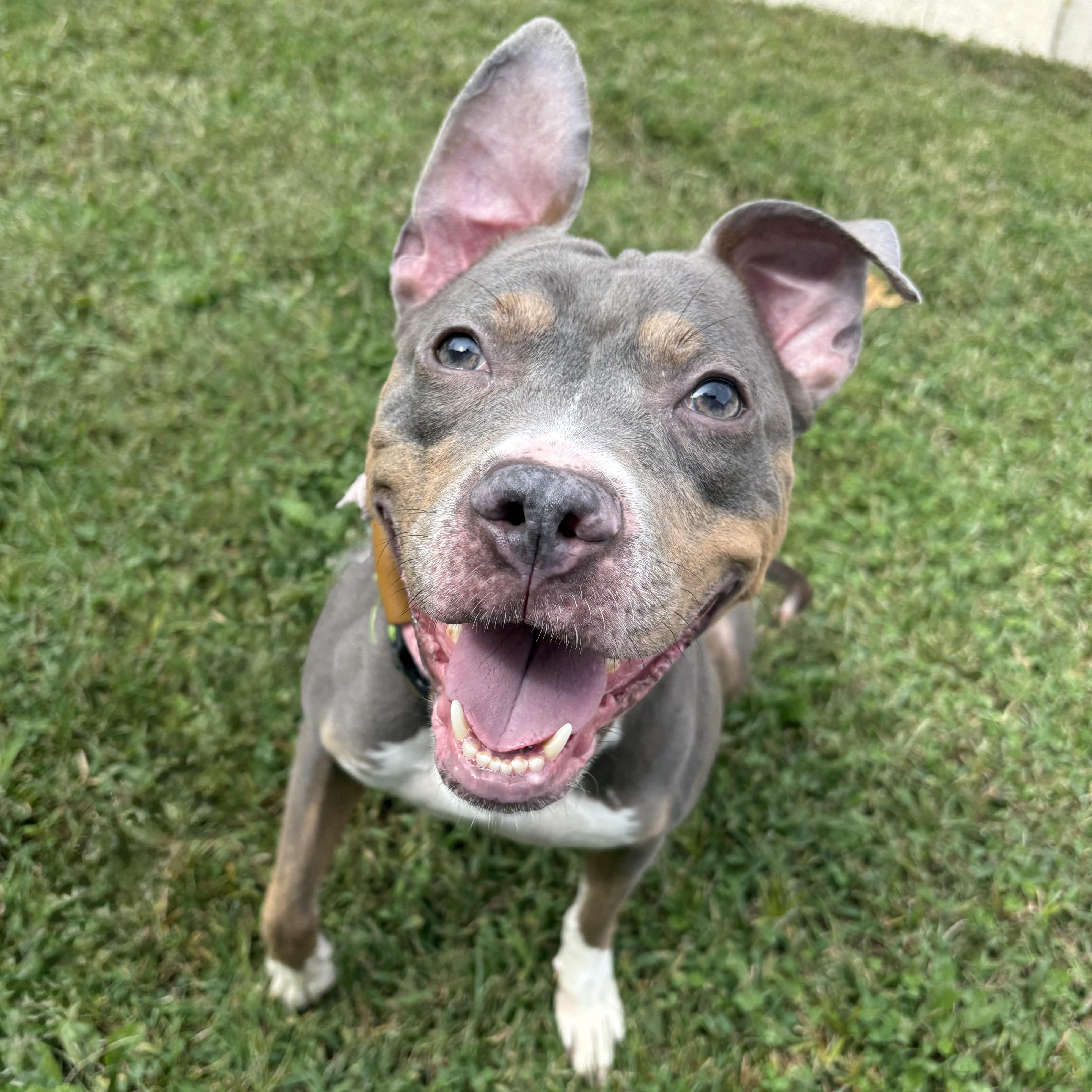 Enlarge Tyla, a Adoptable mixed breed in Eatontown, NJ image 2/4