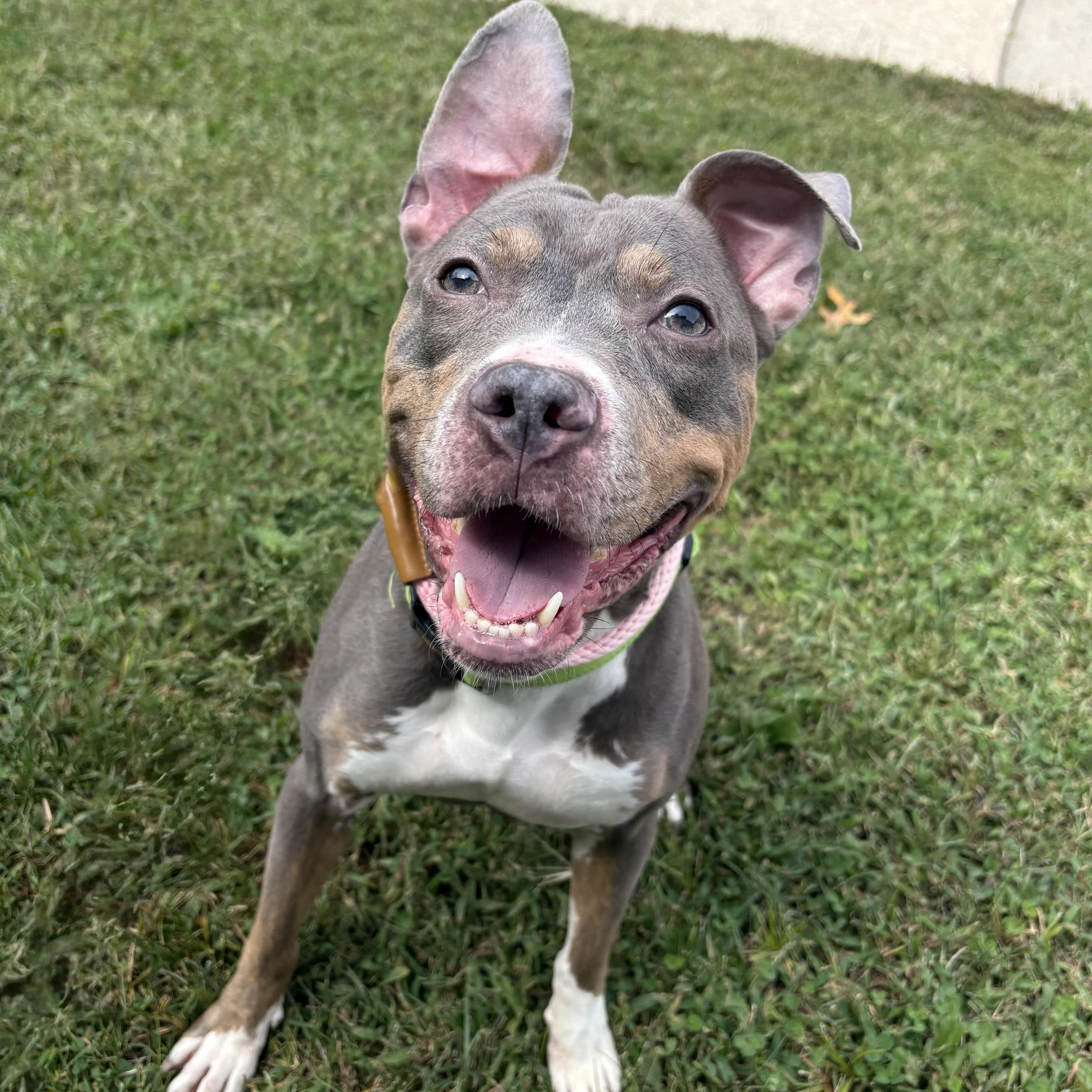 Enlarge Tyla, a Adoptable mixed breed in Eatontown, NJ image 1/4