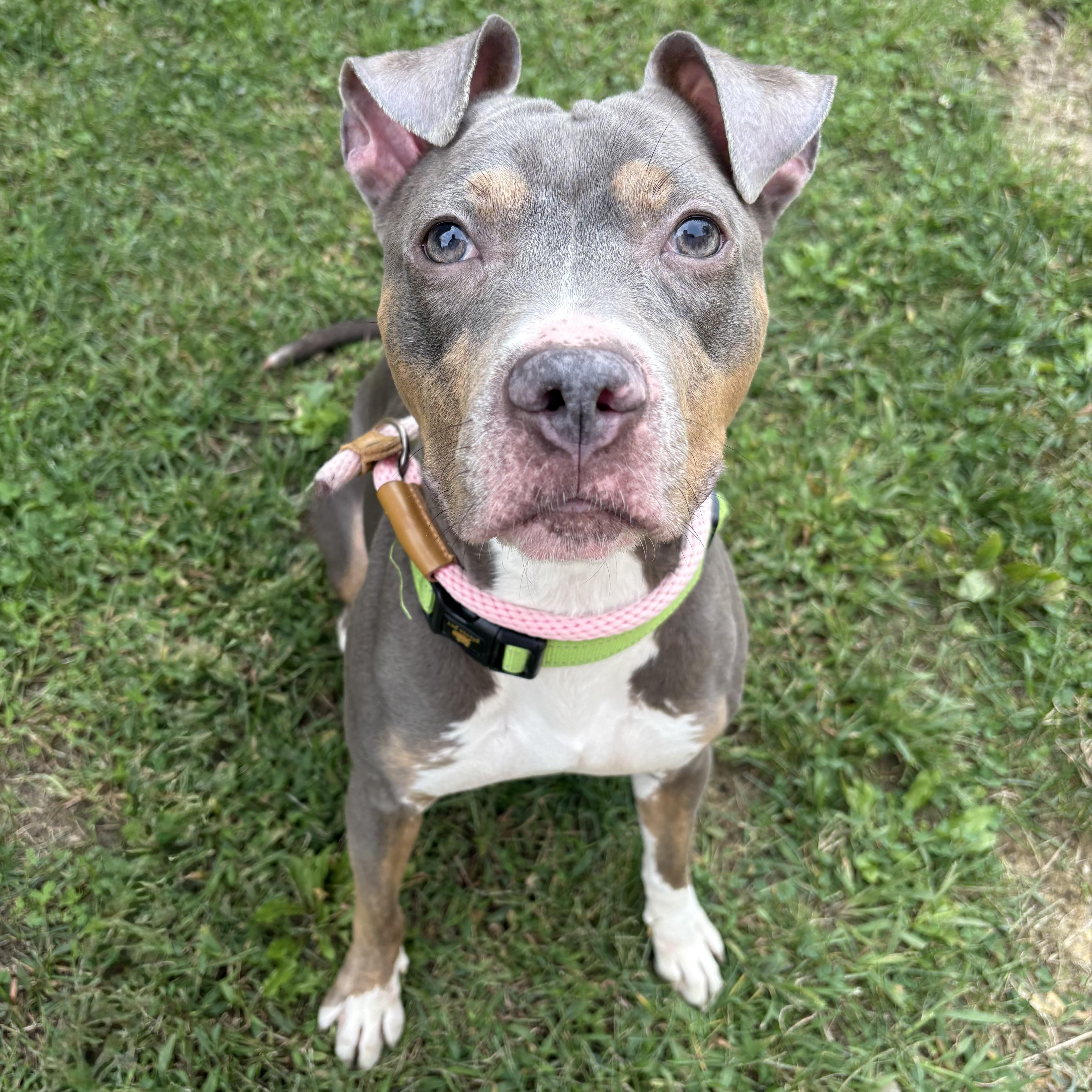 Enlarge Tyla, a Adoptable mixed breed in Eatontown, NJ image 4/4