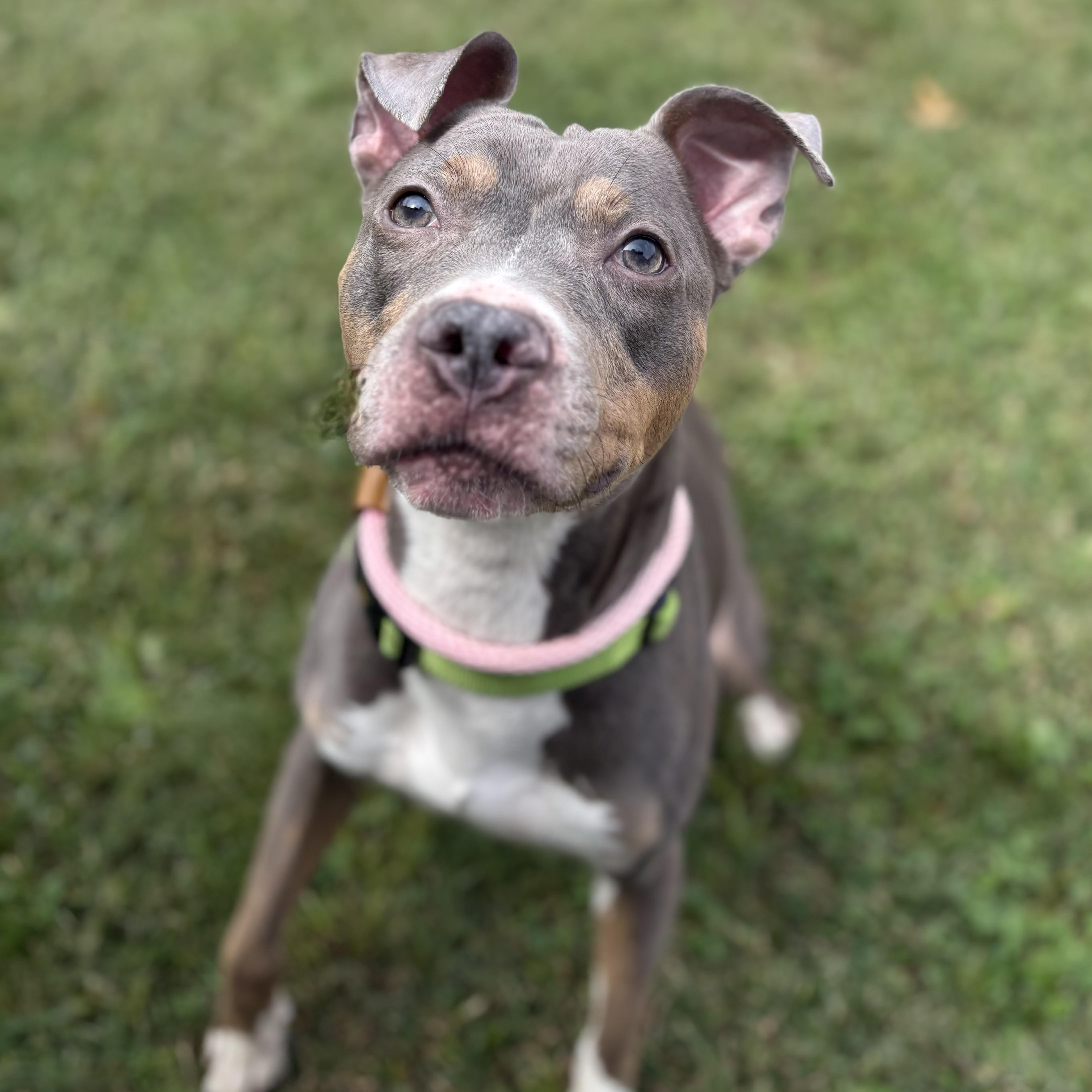Enlarge Tyla, a Adoptable mixed breed in Eatontown, NJ image 3/4