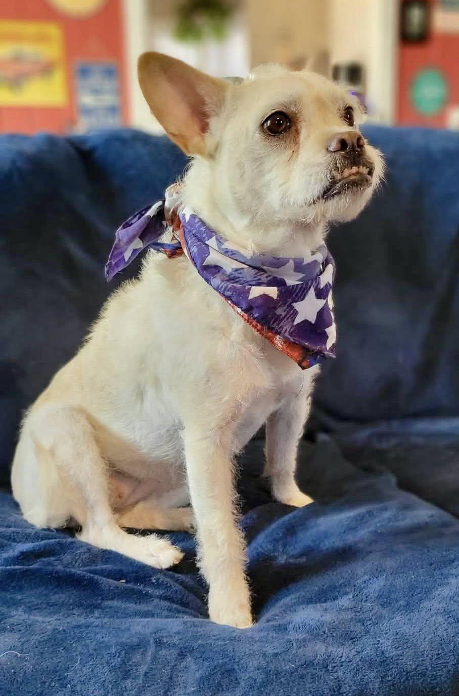 Elga, ADOPTABLE, Adult Female French Bulldog & Miniature Poodle.