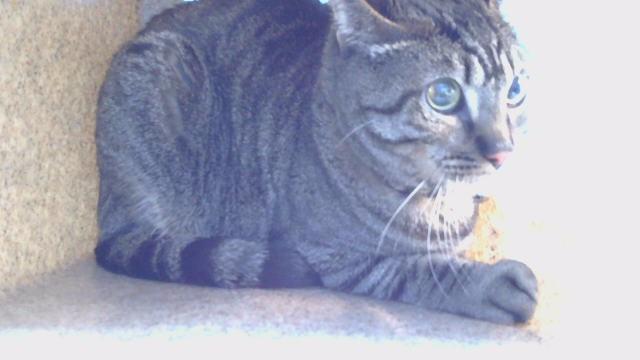 Enlarge ZIGGY, a Adoptable American Shorthair in Gardena, CA image 1/1