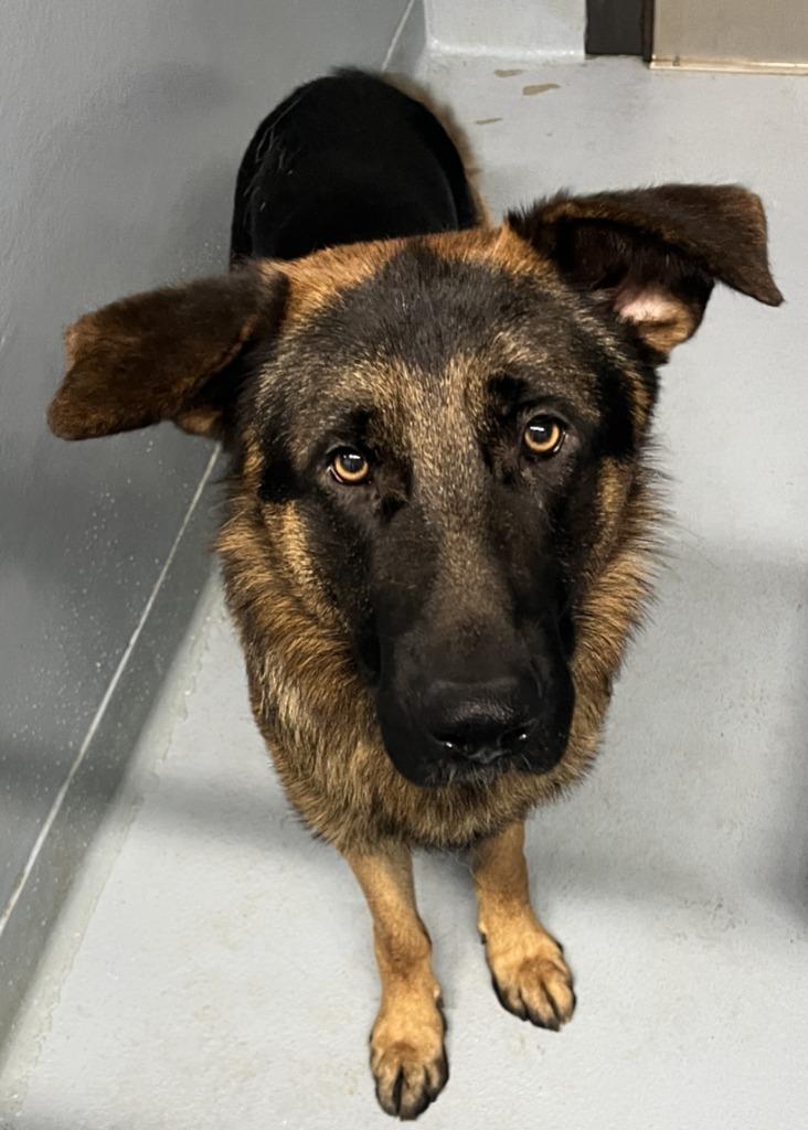 Enlarge Zemo, a Adoptable German Shepherd Dog in Cartersville , GA image 1/1