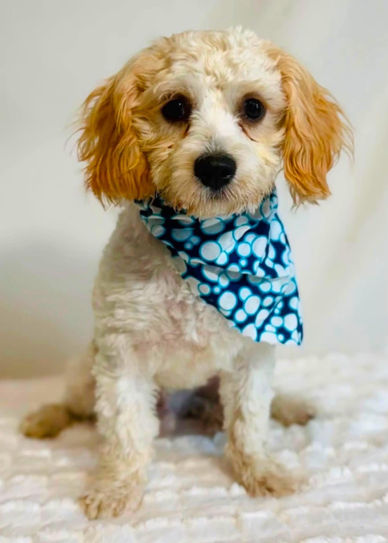 Sisco, adopted, Young Male Cavachon.
