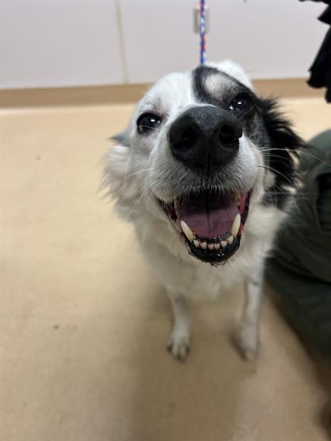 Enlarge GRACIE, a Adoptable Border Collie in South Lake Tahoe, CA image 1/1