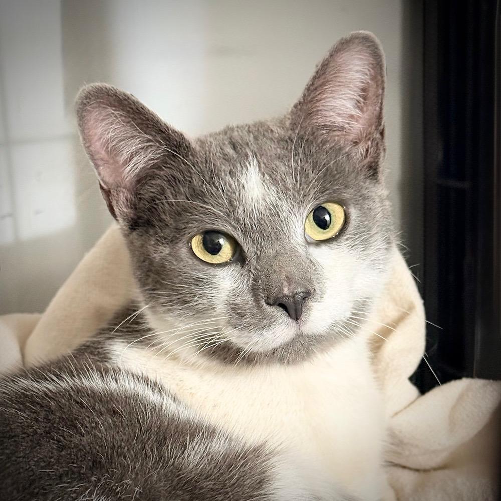 Cairo (meet me in foster care!), Adoptable, Young Male Domestic Short Hair.