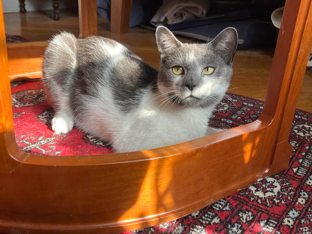 Enlarge Cairo, a Adopted mixed breed in Brooklyn, NY image 2/2