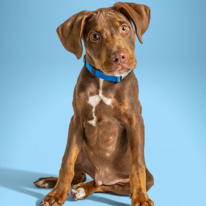 AAD New Arrival!  Moose - 26106, Adoptable, Puppy Male Doberman Pinscher & Hound.