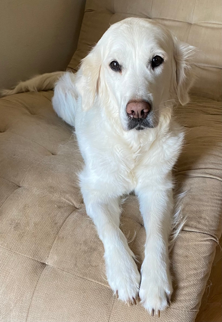 Molly, Adopted, Adult Female Golden Retriever.